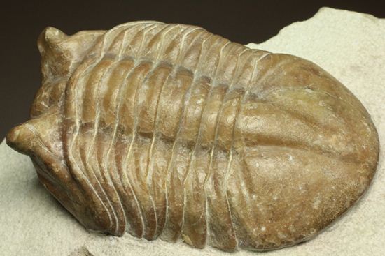 母岩安定度抜群！9cm×6cm大きなアサフス・レピドゥルス三葉虫化石（その6）