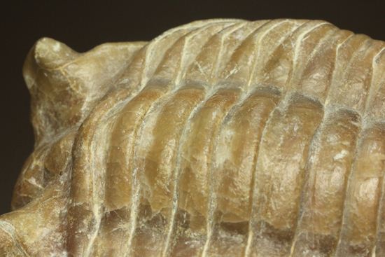 母岩安定度抜群！9cm×6cm大きなアサフス・レピドゥルス三葉虫化石（その9）