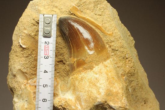 顎骨付き巨大モンスター!プログナトドンの歯化石(その10)