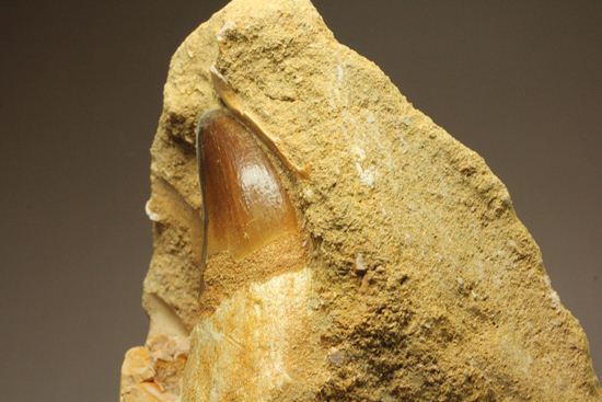 顎骨付き巨大モンスター！プログナトドンの歯化石（その11）