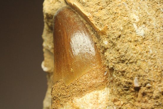 顎骨付き巨大モンスター！プログナトドンの歯化石（その12）