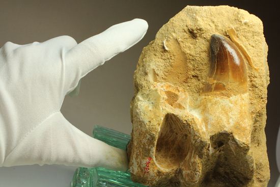 顎骨付き巨大モンスター！プログナトドンの歯化石（その17）