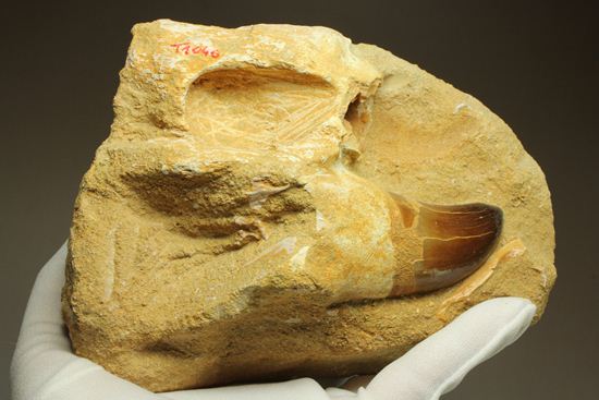 顎骨付き巨大モンスター！プログナトドンの歯化石（その18）