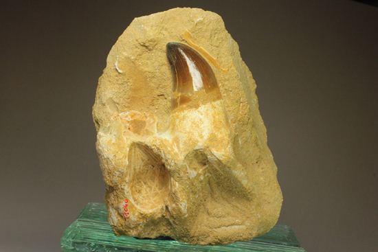 顎骨付き巨大モンスター！プログナトドンの歯化石（その2）