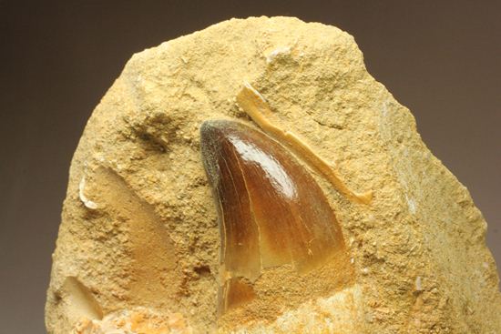 顎骨付き巨大モンスター！プログナトドンの歯化石（その7）