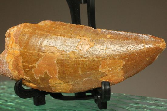 7.5cmのカルカロドントサウルス歯化石（その1）