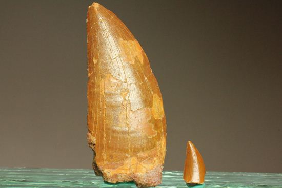 7.5cmのカルカロドントサウルス歯化石(その11)