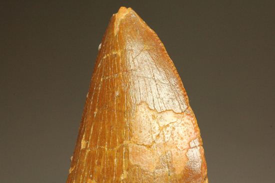 7.5cmのカルカロドントサウルス歯化石(その12)