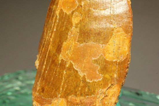 7.5cmのカルカロドントサウルス歯化石(その14)