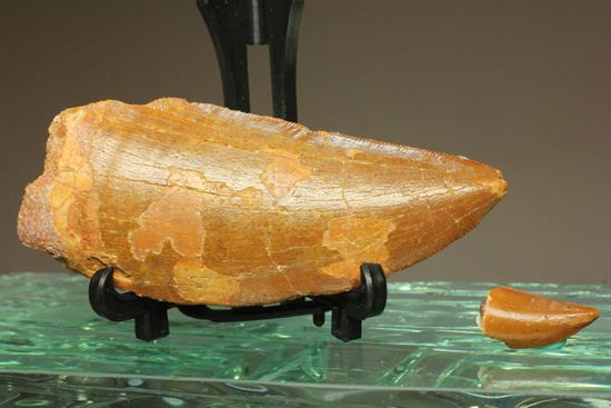 カルカロドントサウルス　化石 Amazon | VWUVWU 1/20 サイズ 1/35 サイズ カルカロドント