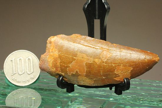7.5cmのカルカロドントサウルス歯化石(その16)