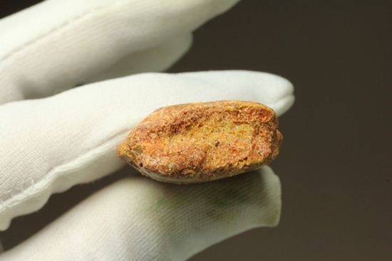7.5cmのカルカロドントサウルス歯化石(その17)
