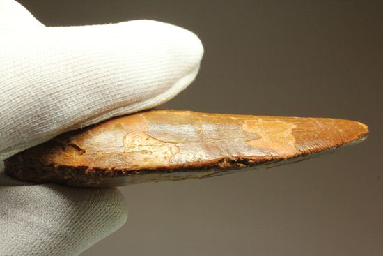 7.5cmのカルカロドントサウルス歯化石(その18)