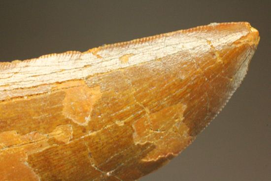 7.5cmのカルカロドントサウルス歯化石(その19)