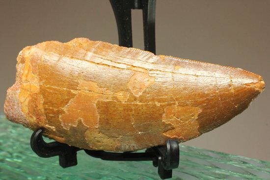 7.5cmのカルカロドントサウルス歯化石(その2)