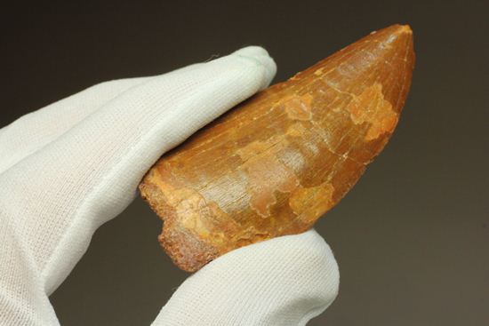 7.5cmのカルカロドントサウルス歯化石(その20)