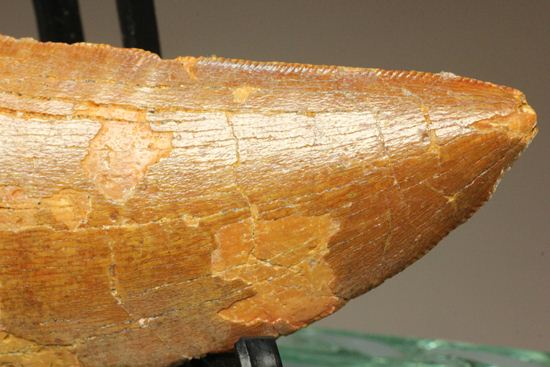 7.5cmのカルカロドントサウルス歯化石（その3）