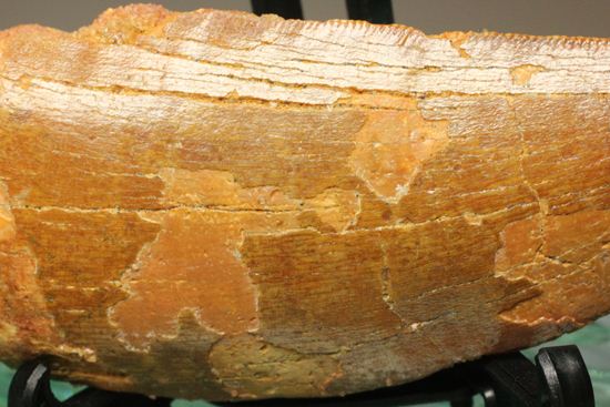 7.5cmのカルカロドントサウルス歯化石(その4)