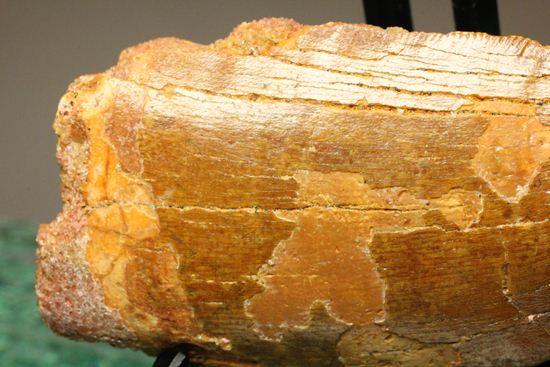 7.5cmのカルカロドントサウルス歯化石(その5)