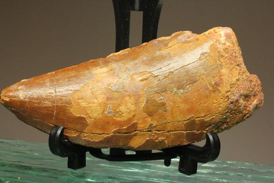 7.5cmのカルカロドントサウルス歯化石（その6）