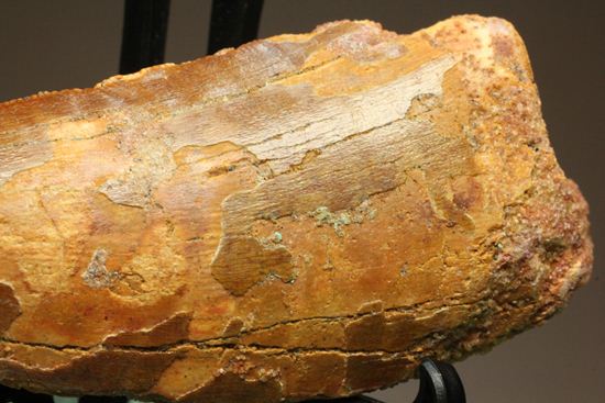 7.5cmのカルカロドントサウルス歯化石（その8）
