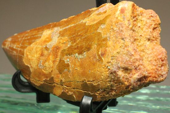 7.5cmのカルカロドントサウルス歯化石(その9)