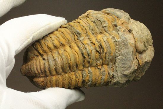 オルドビス紀の三葉虫ディアカリメネ・ウーズレグイ(Diacalymene ouzregui)(その3)