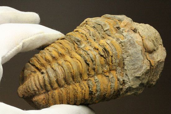オルドビス紀の三葉虫ディアカリメネ・ウーズレグイ(Diacalymene ouzregui)(その4)