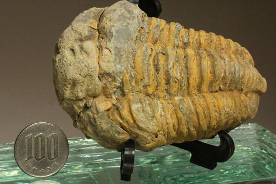 オルドビス紀の三葉虫ディアカリメネ・ウーズレグイ(Diacalymene ouzregui)(その7)
