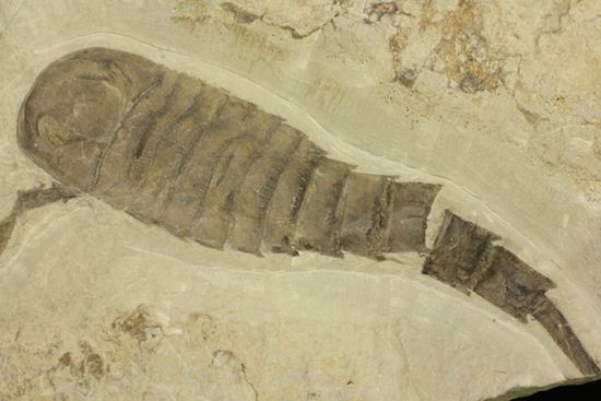 デスクに飾ってほしい海オバケ！ウミサソリユーリプテルスポドリカス(Eurypterus podolicus)（その14）