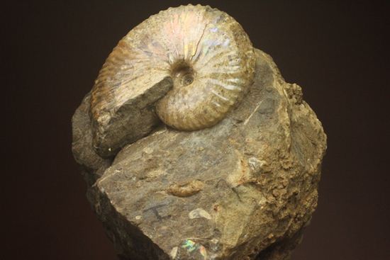 木目土台が美しい、米国サウスダコタ州産アンモナイト（Acanthscaphites sp.）（その3）