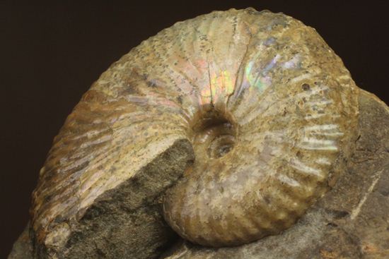 木目土台が美しい、米国サウスダコタ州産アンモナイト（Acanthscaphites sp.）（その6）