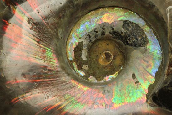 虹色の螺旋階段を登りませんか?光の虹が現れるクリオニセラス化石(その1)