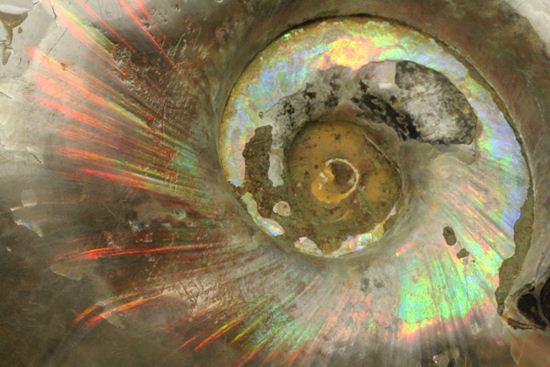 虹色の螺旋階段を登りませんか?光の虹が現れるクリオニセラス化石(その10)