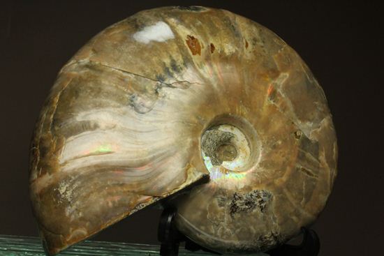 虹色の螺旋階段を登りませんか?光の虹が現れるクリオニセラス化石(その11)