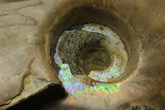 虹色の螺旋階段を登りませんか?光の虹が現れるクリオニセラス化石(その12)
