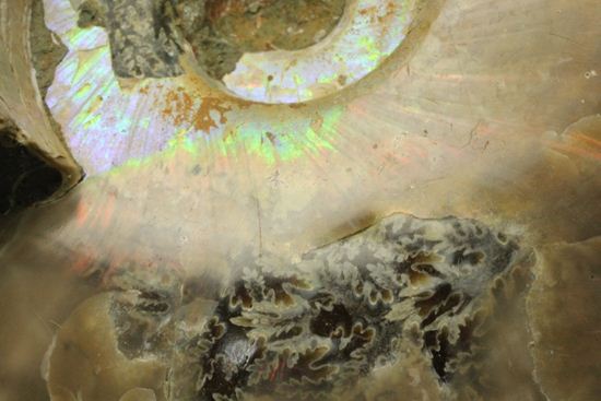 虹色の螺旋階段を登りませんか？光の虹が現れるクリオニセラス化石（その13）