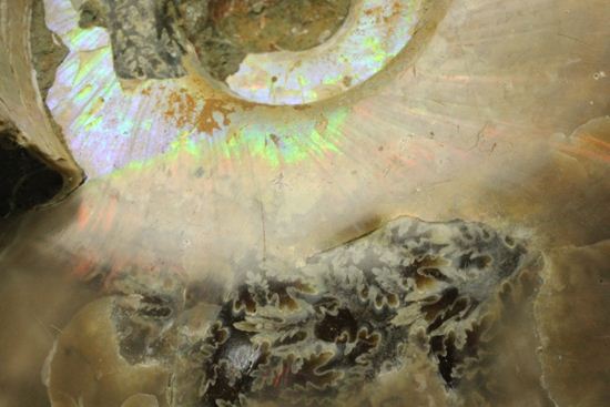 虹色の螺旋階段を登りませんか?光の虹が現れるクリオニセラス化石(その13)