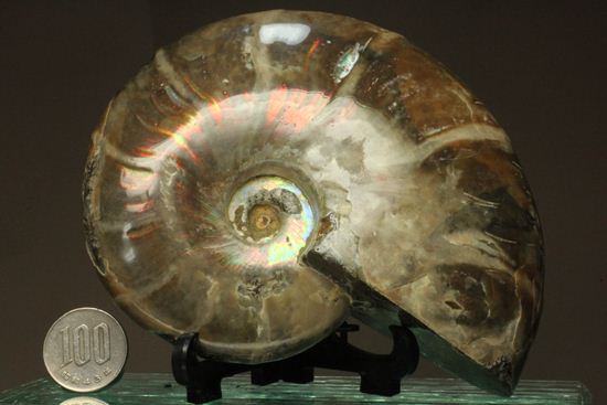虹色の螺旋階段を登りませんか?光の虹が現れるクリオニセラス化石(その16)