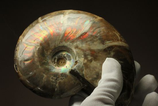 虹色の螺旋階段を登りませんか?光の虹が現れるクリオニセラス化石(その17)