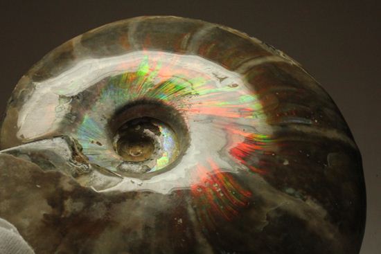 虹色の螺旋階段を登りませんか？光の虹が現れるクリオニセラス化石（その18）