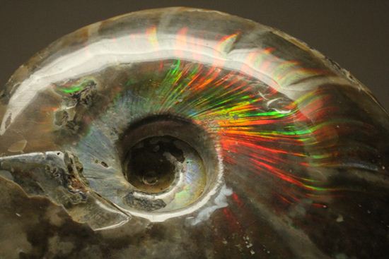 虹色の螺旋階段を登りませんか?光の虹が現れるクリオニセラス化石(その19)