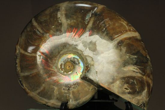虹色の螺旋階段を登りませんか?光の虹が現れるクリオニセラス化石(その2)