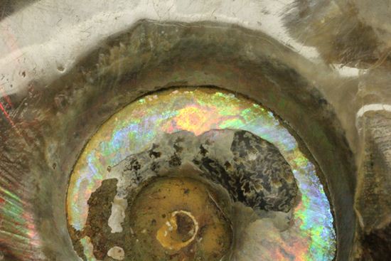虹色の螺旋階段を登りませんか?光の虹が現れるクリオニセラス化石(その4)