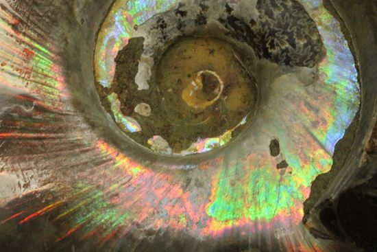 虹色の螺旋階段を登りませんか？光の虹が現れるクリオニセラス化石（その5）