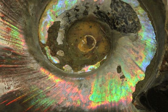 虹色の螺旋階段を登りませんか?光の虹が現れるクリオニセラス化石(その6)