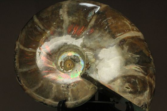 虹色の螺旋階段を登りませんか?光の虹が現れるクリオニセラス化石(その7)