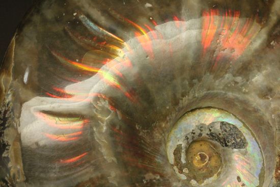 虹色の螺旋階段を登りませんか?光の虹が現れるクリオニセラス化石(その8)