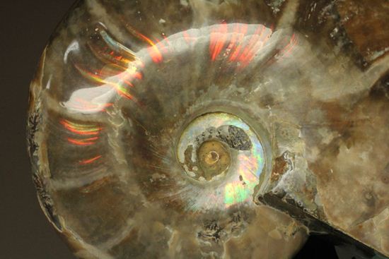 虹色の螺旋階段を登りませんか?光の虹が現れるクリオニセラス化石(その9)