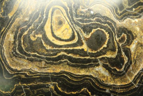 地球に大量の酸素をもたらした元となったストロマトライトの化石(Stromatolite)(その7)